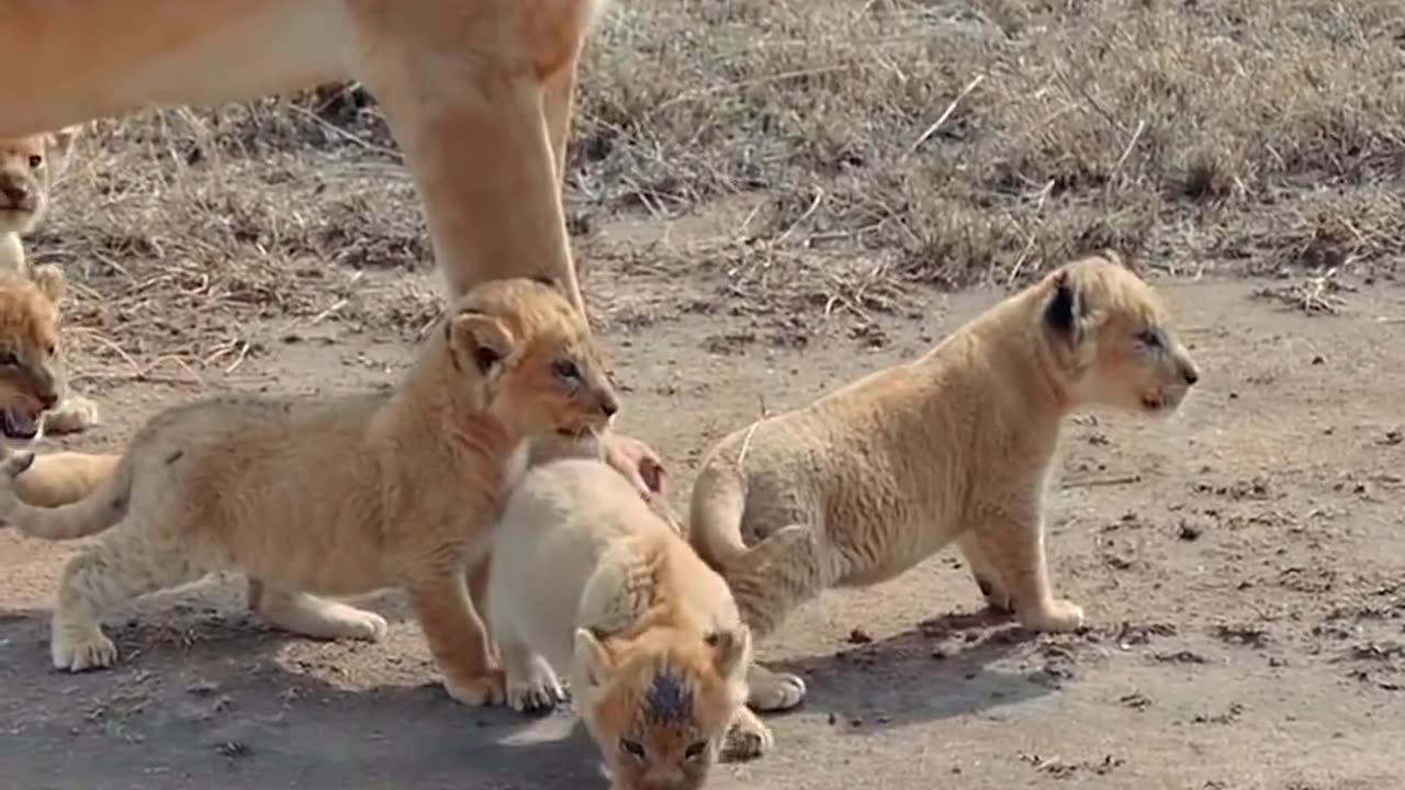 cute baby lion