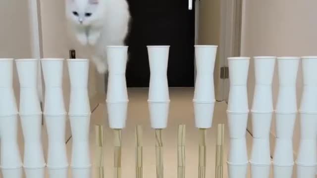 Cat Funny Videos...( smart cat )