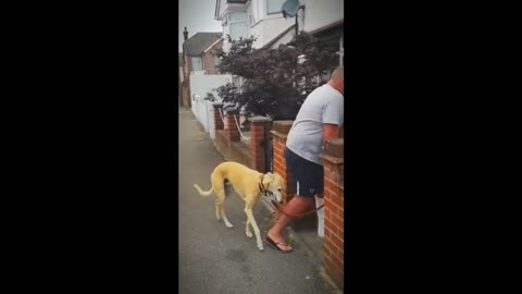 funny animal - hilarious pets that will make you laugh