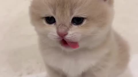 So cute cat