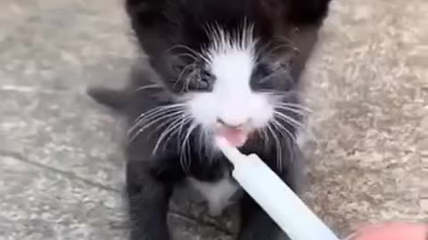 Funny cat