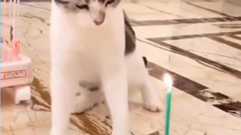 Cat 😸😠