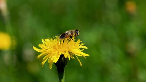 Flower Yellow Bee