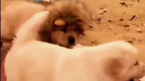 Today I'm the lion king!