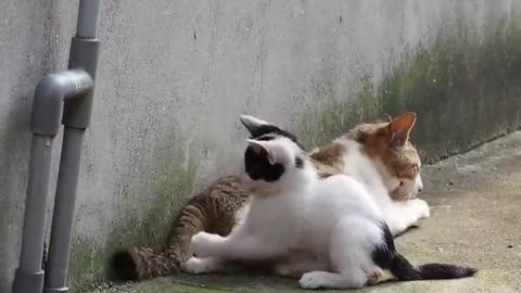 Tail play