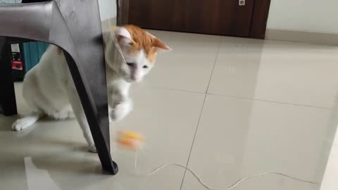 Cute and funny cat video