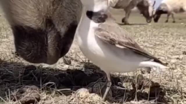 Is the bird talking to the sheep