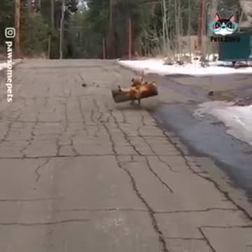 Now that is quite a fetch