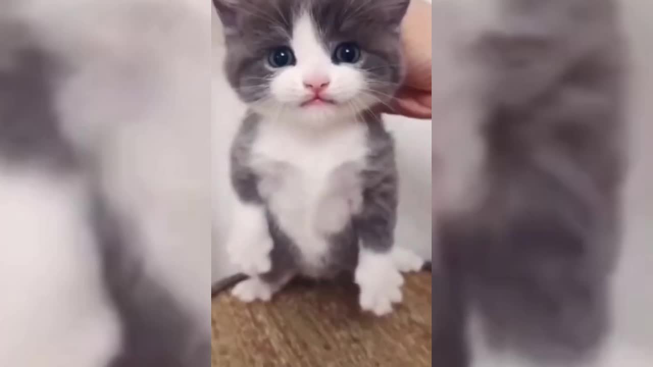 Funny Cat Meow - Funny Cat