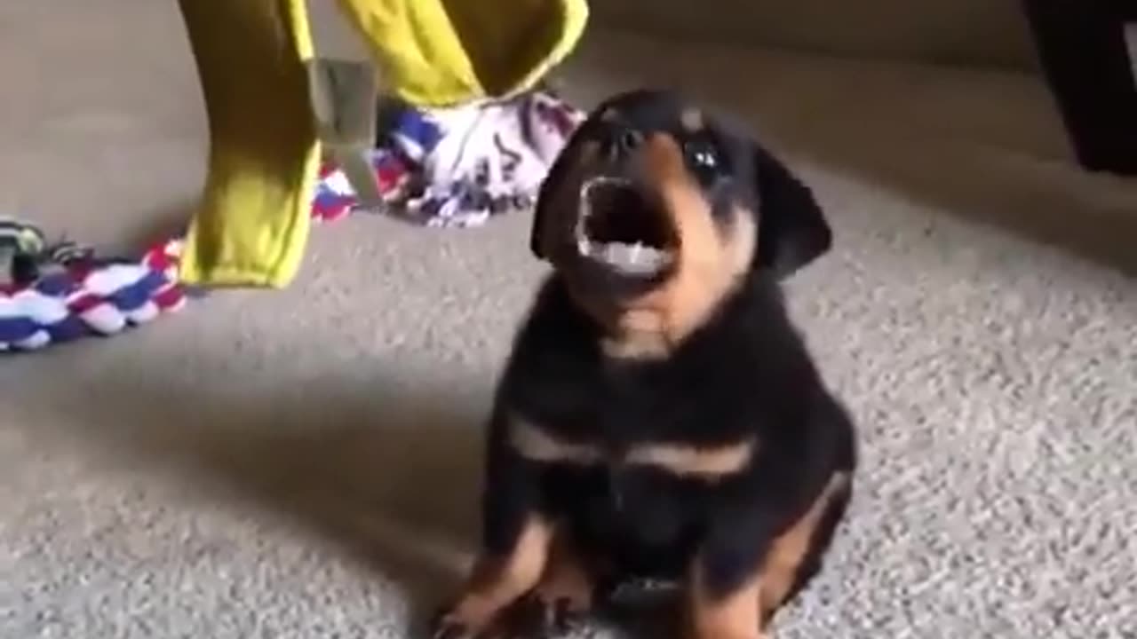 Funny animal videos|Cute animal videos |Funny dog&cat videos|Hilarious pet videos|Funny video
