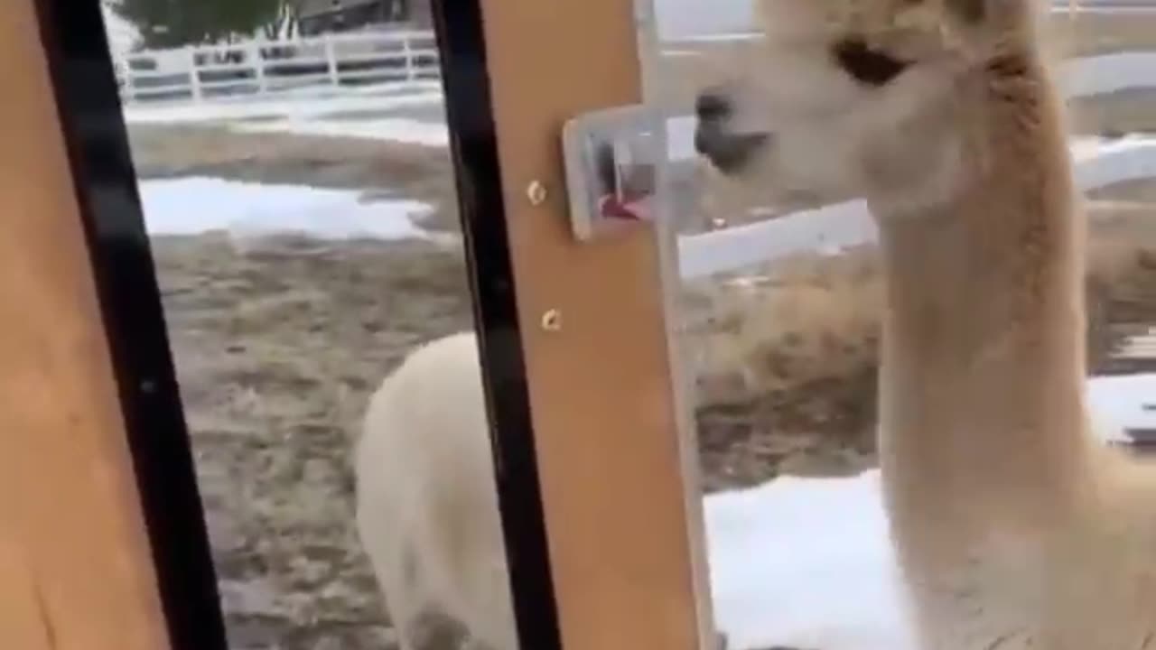 CONFUSE LAMA