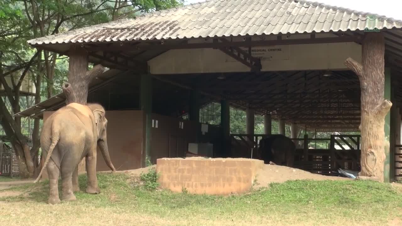 Elephant Walks Straight To Stand By And Encourage Her Friend During Treatment -