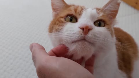 Cat Purrs While Getting His Chin Scratched