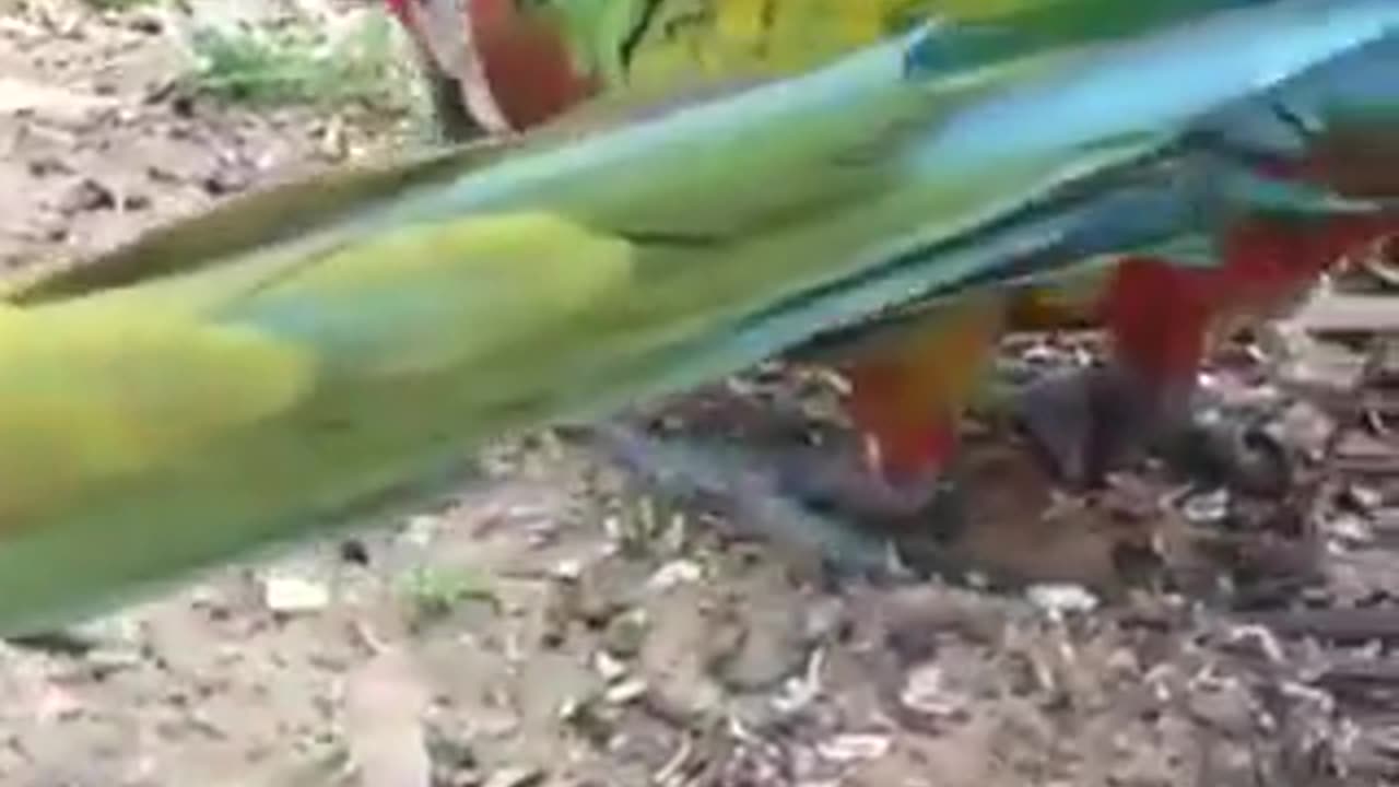 Parrot 🦜 are enjoying own life