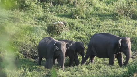 Indonesian wildlife