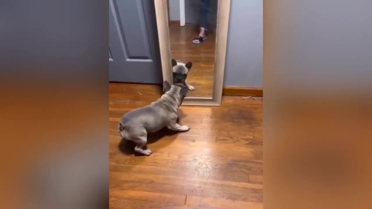 Funny Animals 2023 - Funniest Cats and Dogs , Try Not to Laugh Challenge