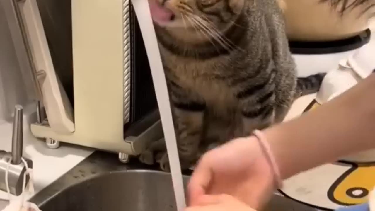 Funny animals funniest cat and dogs video