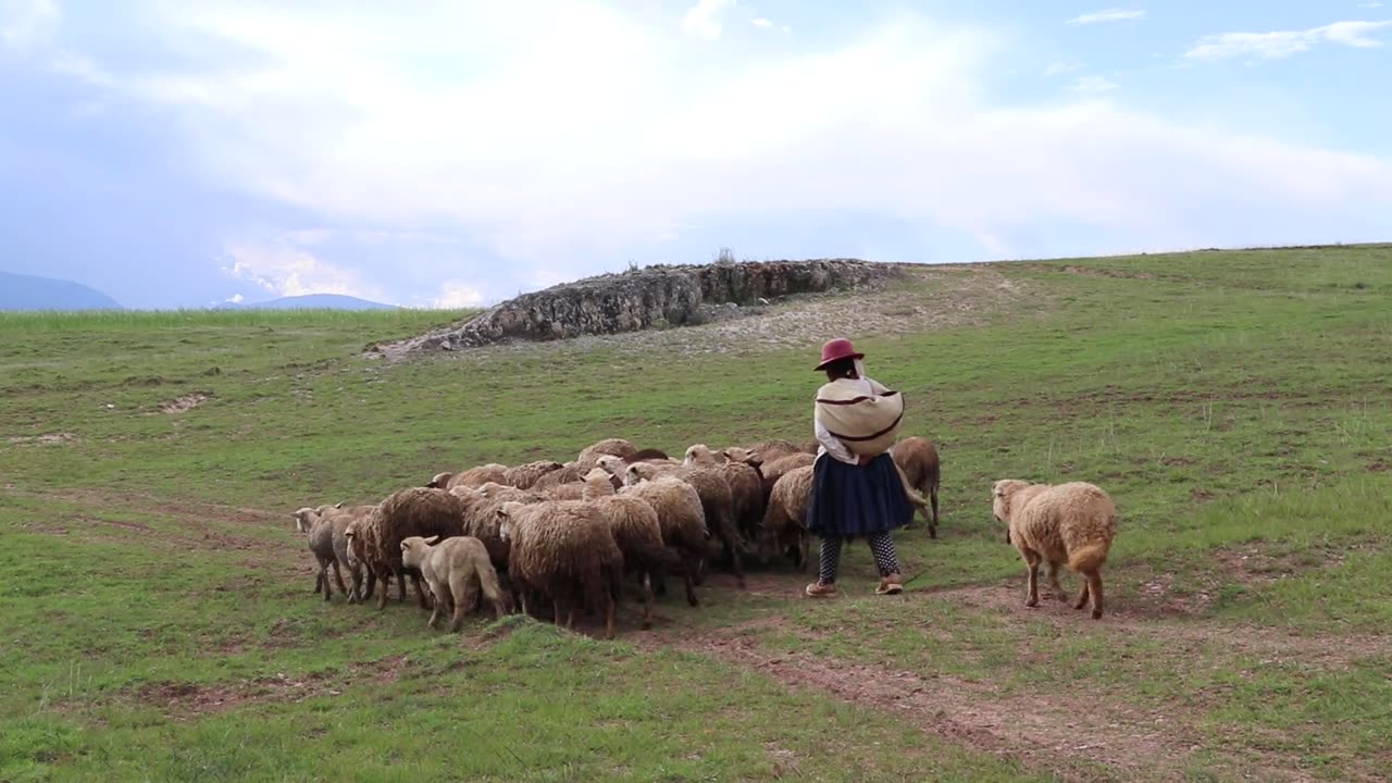 Sheep farming