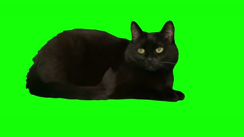 perched black cat video element