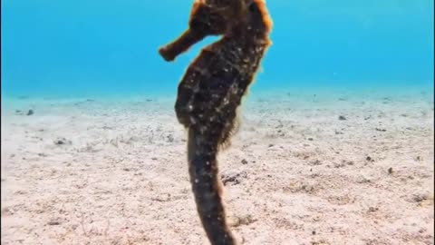 Swimming Seahorse