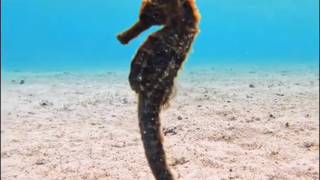 Swimming Seahorse