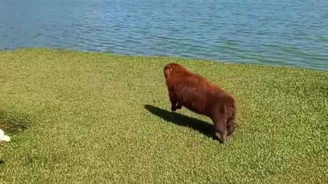 Dogs Chase Capybaras Into Water