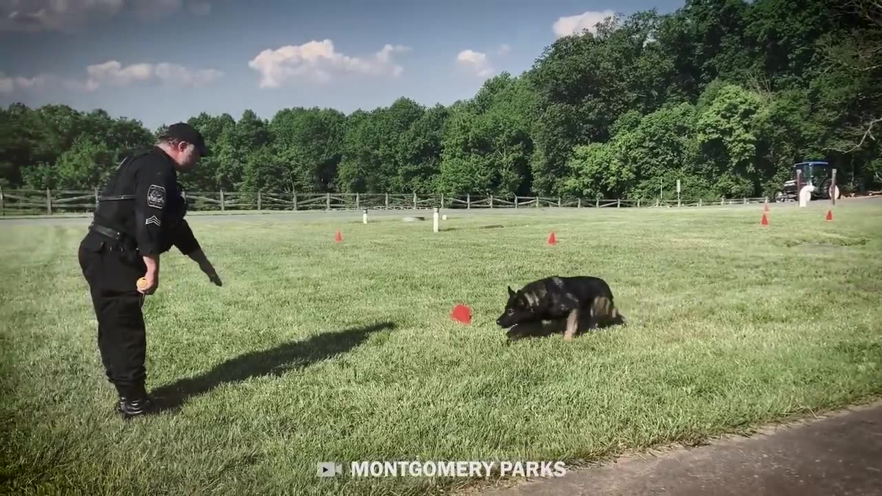 This is Why The Police Use These Dogs