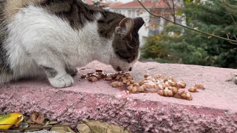 Amazing sweet cats want to trust people