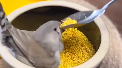 Adorable Bird Feeding Moments: Watch Cute Bird Enjoys a Delicious Feast