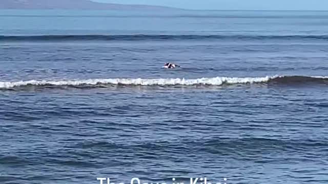 re you having any fun This beach is in Kihei is the beach where many learned how to surf ☺️