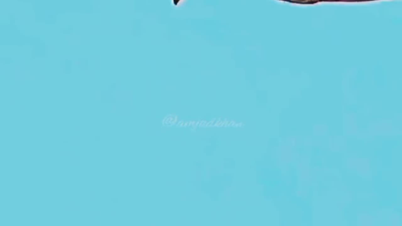 Birds world