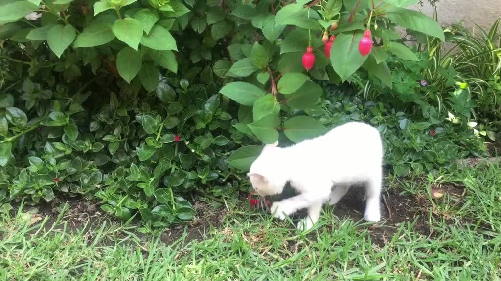 A cat plays boxing and the opponent is a tree branch