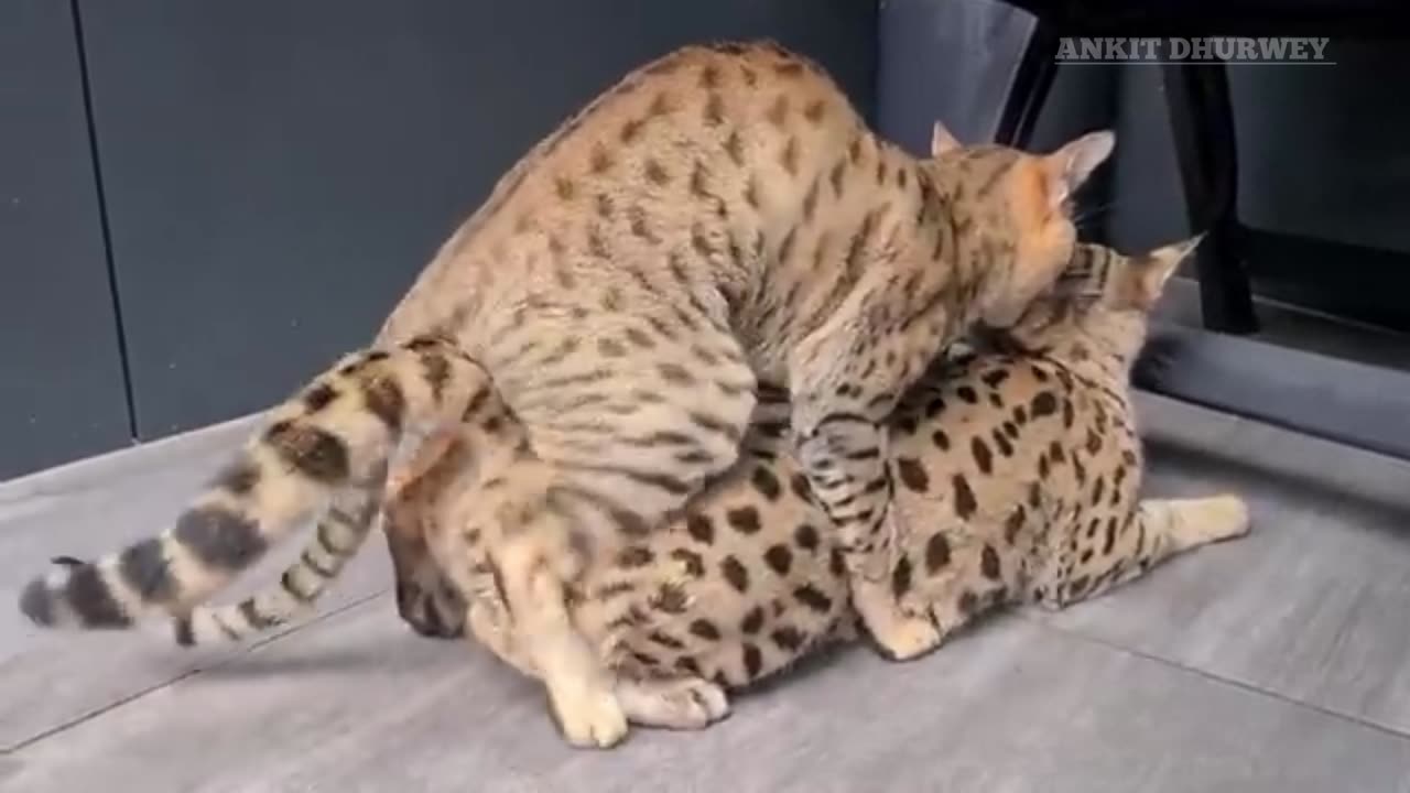 Cat meating😲