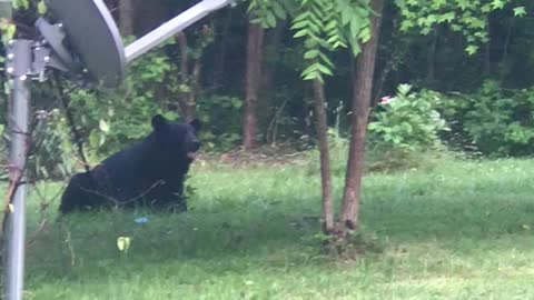 Black bear in back yard Part 1