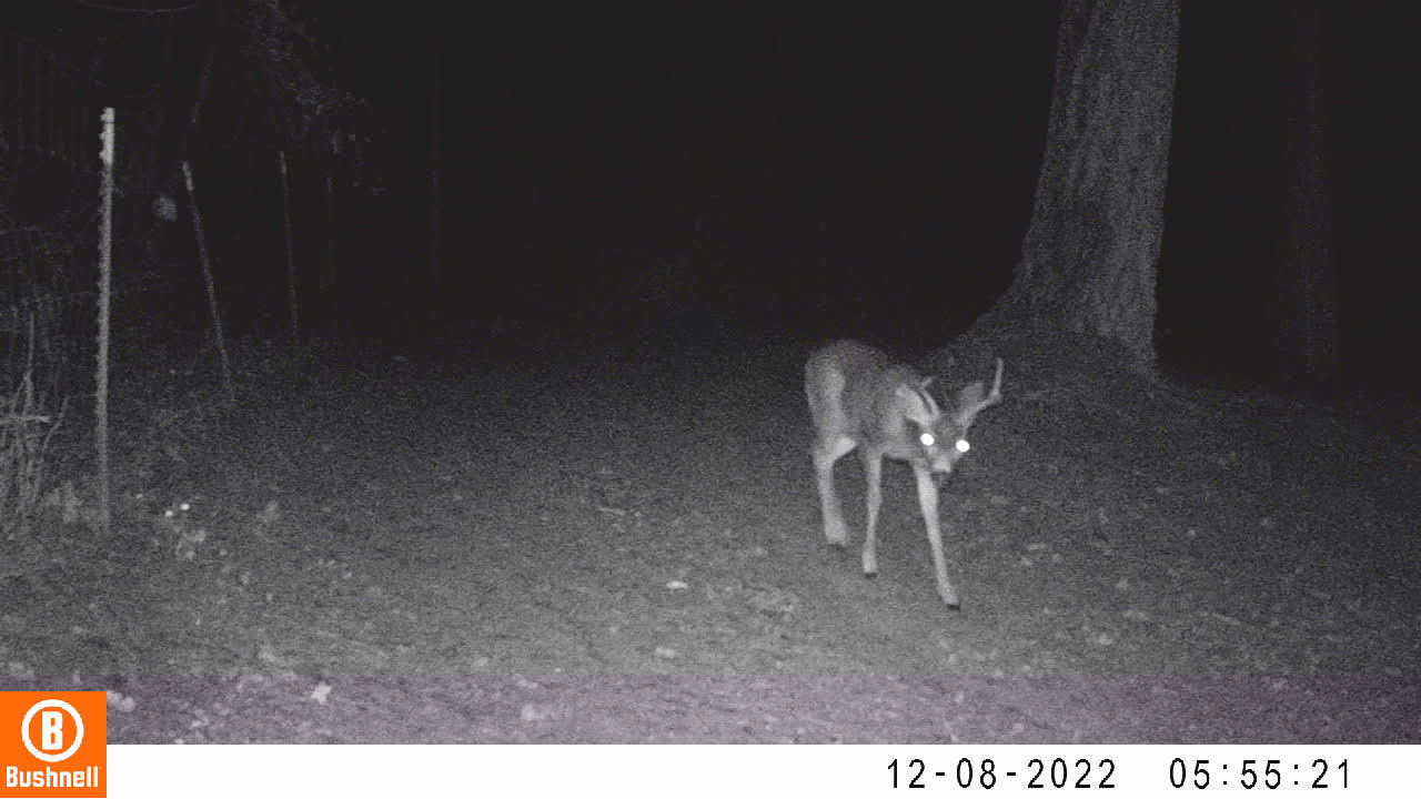 Young Buck Startled by Camera