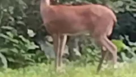 "Graceful Wildlife: A Deer's Serene Moment by the Pond"