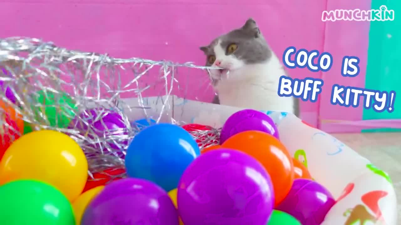 Do Cats Like Ball Pits? | Compilation