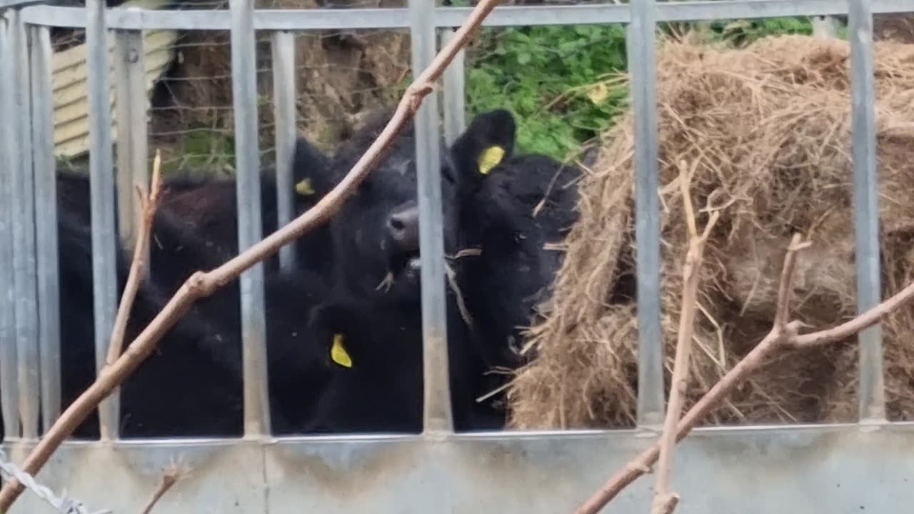 Nice Cattle Animals On Farm In Wales