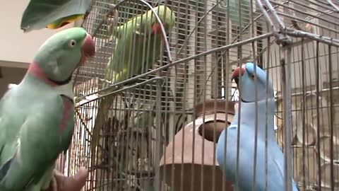 This is my talking Parrots,.