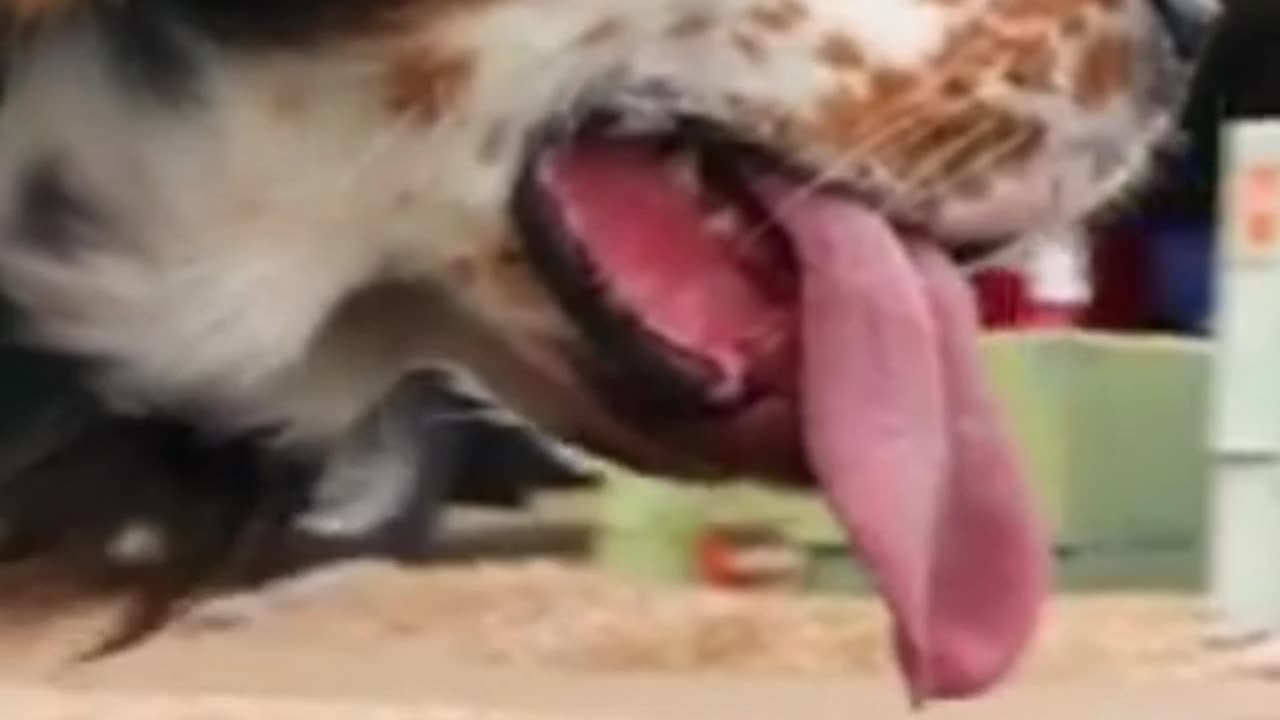 Longest tongue of dogs - World Record