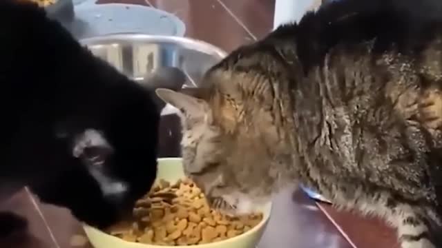 Funniest Animals Best Of The 2020 Funny Animal Videos Cutest Animals Ever.mp4