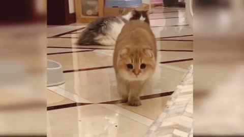 Cat Amazing Walk