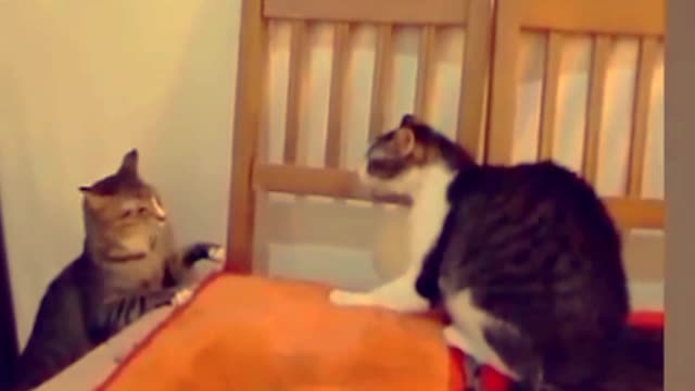 TT cat and funny animals video