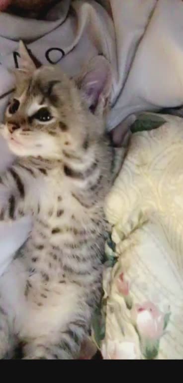 Cute Kitty Tryna Throw Hands 🥊🤛