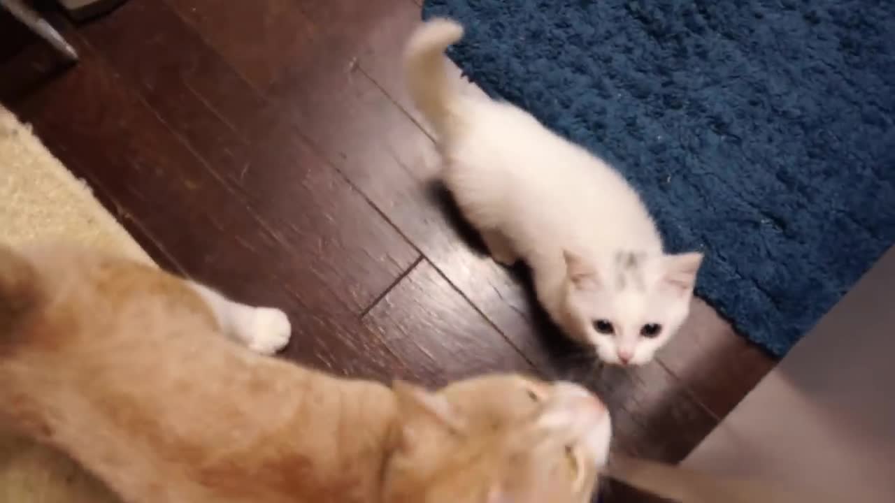 お腹が空いたと鳴くマンチカン子猫！ The Munchkin cat meowing.So cute kitten!