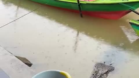 Buaya nurut sama tuan nya