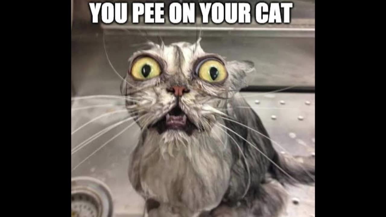 Random Memes 376