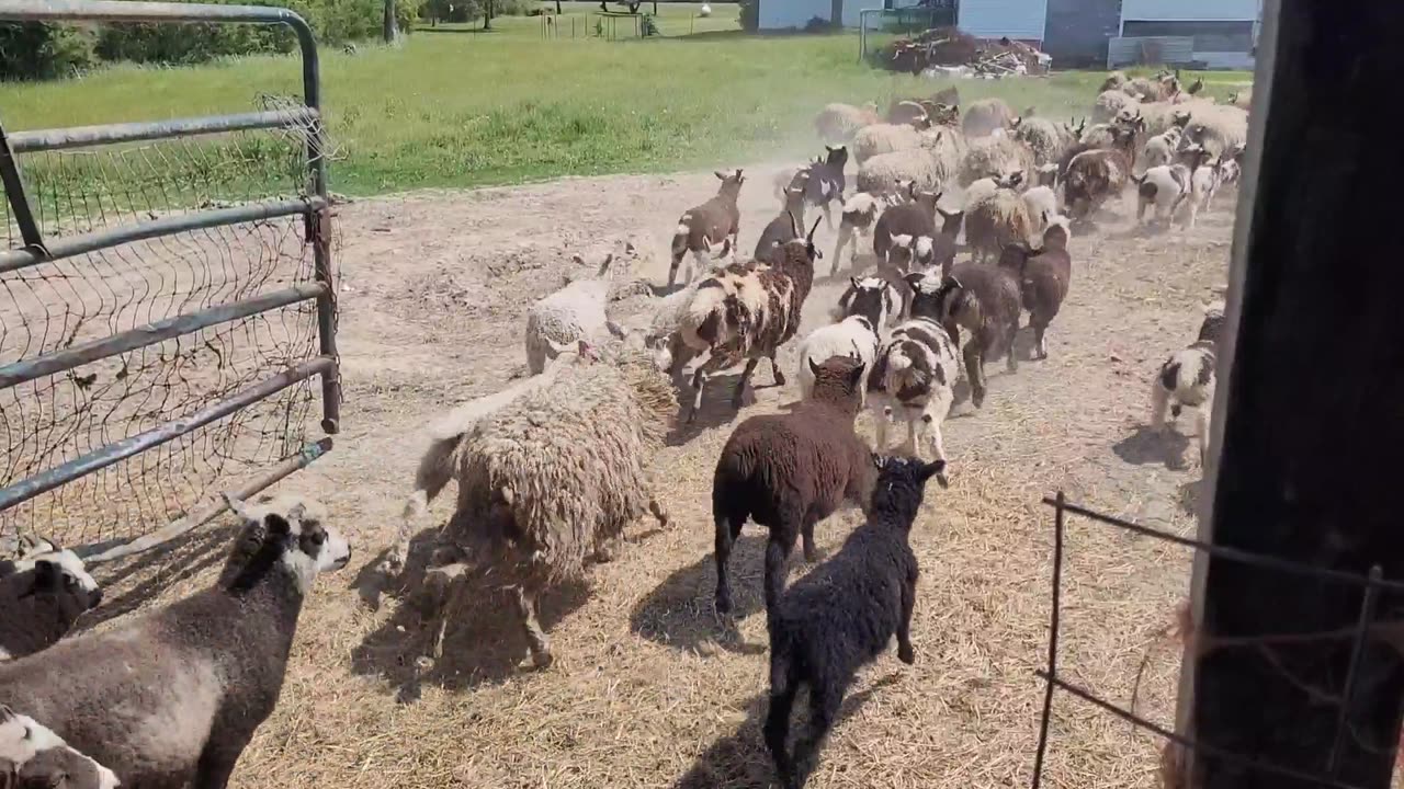 Lean-2 Ewes go out to pasture - Spring 2023