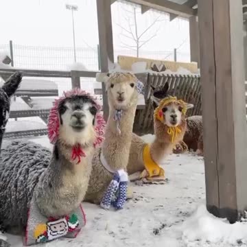 Alpacas 🦙 posing for camera