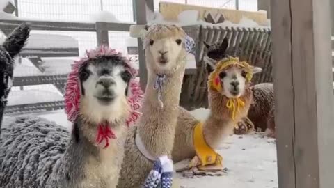 Alpacas 🦙 posing for camera